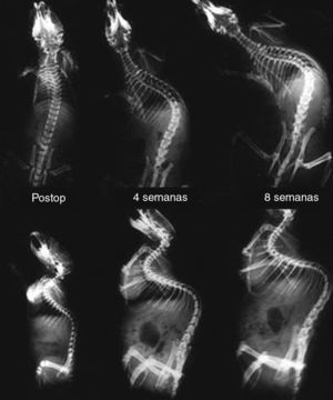 Serial dorsoventral and lateral radiographs of a rat obtained during the scoliosis-generation phase, in the immediate postoperative period after the suture of the pelvis to the scapula, at 4 weeks and 8 weeks after surgery. Note the gradual induction of kyphoscoliosis.