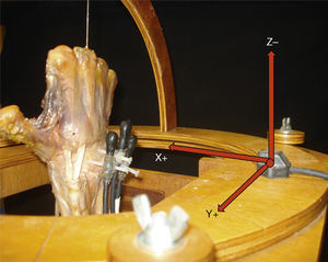 Arrangement of the XYZ axes in the anatomical specimen after placement in the stand. We can observe the sensors inserted in the back of the bones to be studied and the transmitter on the stand.