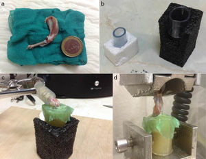 Preparation method of the samples for the biomechanical study: (a) anatomical specimen; (b) plastic tubes; (c) both ends of the limb covered in pieces of plastic using a resin; (d) positioning of the specimen in the traction machine.
