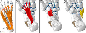 Finite element model of the plantar fascia (A), long plantar ligament (B), short plantar ligament (C) and spring ligament (D), included in the model.