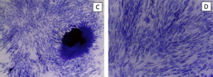 Toluidine blue stain of the control culture. The viability of the MSCs is observed in the ERL gel with NH-Chondrodiff® medium.