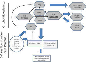 Circuito cerebral para la regulación homeostática de la conducta de alimentación y del metabolismo. Diversas estructuras hipotalámicas forman un circuito para recibir y analizar señales metabólicas y hormonales provenientes de la periferia. Con base en estas señales generan señales reguladoras para regular el hambre y la saciedad y regular. El sistema productor de orexinas, además, participa en la regulación del ciclo sueño/ vigilia, razón por la que alteración de los patrones de dormir pueden modificar la conducta alimentaria y el metabolismo. ARC= núcleo arqueado; DMH= núcleo dorsomedial del hipotálamo; LH = hipotálamo lateral; ORX = orexinas; PVN = núcleo paraventricular; VMH = núcleo ventromedial del hipotálamo