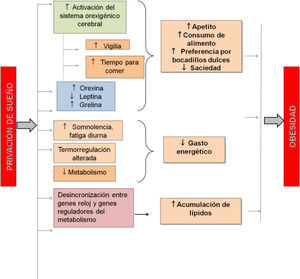 Mecanismos que asocian la falta de sueño con el aumento de apetito, bajo gasto energético y obesidad.