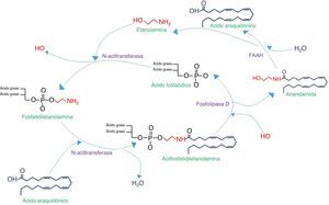 Síntesis y degradación de N-aciletanolaminas. Comienza con la acilación de la fosfatidiletanolamina con el ácido graso correspondiente (en este ejemplo, ácido araquidónico), por medio de la N-aciltransferasa. Posteriormente se cataboliza la acilfosfatidiletanolamina para liberar la aciletanolamida (en este caso anandamida), la cual se degradará con la enzima amidohidrolasa de ácidos grasos (FAAH), liberando etanolamina y el ácido graso precursor.