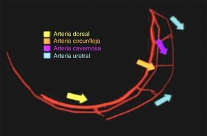 Irrigacion arterial de la uretra. Nótense las diversas afluentes en sentido bidireccional.