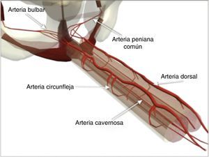 Irrigación arterial del pene y la uretra.