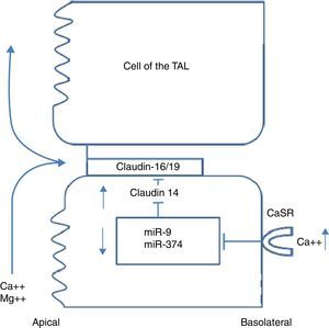 Regulation of TAL claudins by extracellular calcium.