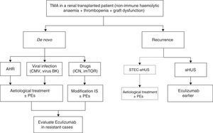 Treatment for thrombotic microangiopathy in renal transplantation. CMV: cytomegalovirus; CNI: calcineurin inhibitors; mTORi: mTOR inhibitors (mammalian target of Rapamycin); IS: immunosuppression; TMA: thrombotic microangiopathy; AHR: acute humoral rejection; PE: plasma exchange; HUS: haemolytic uraemic syndrome; aHUS: atypical haemolytic uraemic syndrome; STEC: Shiga toxin-producing Escherichia coli. a STEC-HUS recurrence following renal transplantation is very rare.