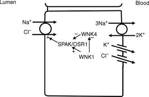 In the distal convoluted tubule, sodium and chloride in the lumen are taken up into the cell via a Na+–Cl− cotransporter (NCC). Transport via NCC is driven by a low intracellular sodium mostly generated by the basolateral Na+–K+ ATPase. The WNK1 kinase may serve as a chloride sensor to block inhibition of NCC by the WNK4 kinase.