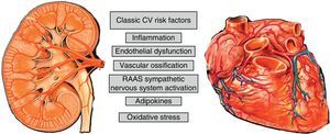 CVR factors involved in renal and cardiac impairment.