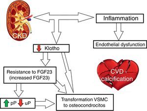 Diagram of BMD-CKD abnormalities and involvement in vascular calcification. CVD: cardiovascular disease; uP: urine phosphorus; pP: plasma phosphorus.