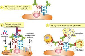 Ligation of HLA molecules by high titers of anti-HLA antibodies can generate: (1) Direct tissue damage by increasing the expression of fibroblast receptors (FGFR) and cell proliferation. (2) Activation of the classic complement pathway. (3) Cytotoxicity mediated by antibodies and Fc receptors causing capillaritis and/or glomerulitis. FGF: fibroblast growth factor.