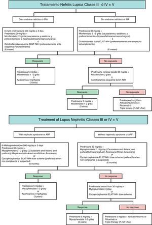 Therapeutic algorithm for severe lupus nephritis [classes III–V]. The choice of immunosuppressive agents should be adapted to the activity and chronicity indices of biopsy, clinical parameters at presentation, ethnicity and involvement of organs different from kidney. Abbreviations: ARF: acute renal failure. MF: mycophenolate. Tac: tacrolimus. P: prednisone. ELNT: Eurolupus Nephritis Trial. NIH: National Institute of Health.