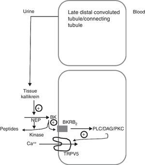 Schematic model showing how tissue kallikrein participates in the regulation of the TRPV5 calcium epithelial channel in the late distal convoluted tubule. The tissue kallikrein produced by the connecting tubule is released into the urinary fluid. It is there that it acts on the filtered or locally secreted kininogen (KN) and finally produces bradykinin (BK). BK acts on its B2 receptor (BKRB2), activating the phospholipase C/diacylglycerol/protein kinase C (PLC/DAG/PKC) pathway by inducing the TRPV5 calcium channel localisation at the apical membrane level and favours the reabsorption of tubular calcium. BK is degraded by neutral endopeptidase (NEP) and renal CYP kinase.