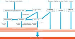 Mechanisms potentially involved in the development of chronic kidney disease associated with heat. Recurrent dehydration may cause chronic kidney disease, primarily due to the onset of a hyperosmolar hyperglycaemic state, which leads to the release of vasopressin and the generation of fructose by the activation of the polyol pathway (aldose reductase/sorbitol dehydrogenase). Vasopressin acts by increasing glomerular hydrostatic pressure, thus increasing the risk of progression of kidney disease. Endogenously produced fructose is metabolised by fructokinase in the kidney proximal tubule, not only re-feeding on the release of vasopressin and causing tubular damage together with oxidative stress, but also producing uric acid and cytokines. In this regard, rehydration with sugary drinks provides a greater amount of substrate, thus amplifying the vasopressin response and the production of uric acid. In addition to these mechanisms, there may be others involved, such as muscle damage due to strenuous physical exercise with onset of subclinical rhabdomyolysis, intake of nonsteroidal anti-inflammatory drugs (NSAIDs) and low blood pressure due to volume depletion. This would involve the activation of the RAS, which also plays an important role in kidney disease. Adapted from Johnson et al.36