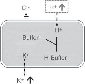 Effect of hyperchloremic acidosis on serum potassium concentration. Source: Modified from Santi et al.35 Transcellular shift of potassium driven by the entry of H+ into the cell where it is neutralized by intracellular buffers.