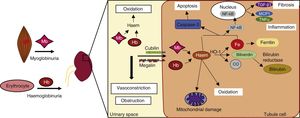 Mechanisms of renal damage caused by haemoproteins.