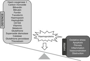 Main defence mechanisms and adverse effects of the renal accumulation of haemoproteins.
