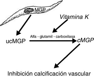 Vitamin K-dependent carboxylation is necessary to activate MGP in order to prevent vascular calcification.