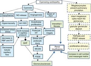 Pathophysiology of cyanotic nephropathy. FF: filtration fraction; RBF: renal blood flow; FSGE: focal and segmental glomerulosclerosis; GLM: glomerulus; MCGN: minimal change glomerulonephritis; GHF: glomerular hyperfiltration; HT: hypertrophy; PDGF: platelet derived growth factor; PCT: proximal convoluted tubule; TGFβ: tumor growth factor β; AA VSD: arteriolar afferent vasodilation. Continuous line: pathway of vascular damage; broken line: path of proliferative damage; double grid: path of final damage.