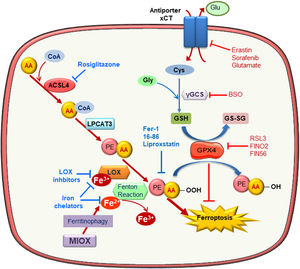 Molecular mechanisms of ferroptosis. Exacerbated esterification of arachidonic acid (AA) increases phosphatidylethanolamine-AA species which can be oxidized by lipoxygenase (LOX) leading to cell death by ferroptosis. ACSL4 and LPCAT3 favor ferroptosis since they mediate AA-PE species generation. In contrast, glutathione peroxidase 4 (GPX4) reduces lipid hydroperoxides (L-OOH) producing oxidized glutathione (GSSG) and negatively regulating ferroptosis. Inhibitors of the Xc antiporter, of glutathione synthesis and of GPX4 activity are inductor of ferroptosis since they reduce cellular anti-oxidative capacity. Ferroptosis can be prevented by scavengers of lipid peroxidation, inhibitors of phospholipid synthesis and LOXs, iron chelators and lipophilic antioxidants.
