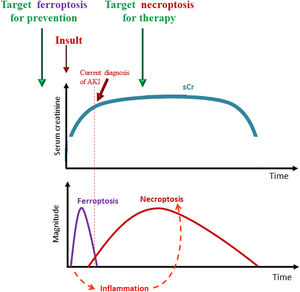 Interplay of different forms of regulated necrosis in the course of AKI and therapeutic implications. Ferroptosis is an early event that triggers an inflammatory response and, dependent of inflammation, a secondary wave of necroptotic cell death that amplifies and maintains kidney dysfunction. Ferroptosis occurs before current diagnosis of AKI and its targeting could be useful for prevention, while, necroptosis is sensitive to therapeutic intervention since is initiated after AKI has been triggered.