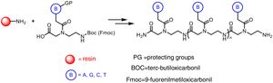 Solid phase synthesis of PNA. This process involves the formation of peptide bonds of the PNA monomers containing one of the four canonical bases and appropriate protecting groups such as Boc or Fmoc. A: adenine; C: cytosine; G: guanine; T: thymine.