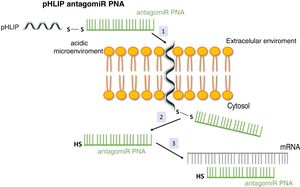 Vehiculization of PNA using a cell penetrating peptide (pHLIP). 1. Insertion of the pHLIP into the cell membrane, leaving the C-terminal end in the cytosol. 2. Breaking of the disulfide bond due to the reducing environment of the cell interior. 3. Hybridization of the PNA with the target mRNA.