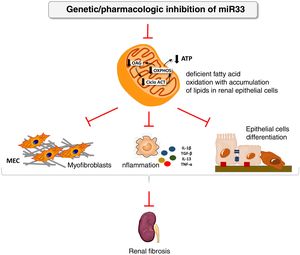 miR-33 as a new regulator of lipid metabolism during renal fibrosis. The loss of miR-33 improves fatty acid oxidation, prevents dedifferentiation of renal epithelial cells and accumulation of extracellular matrix, attenuating renal fibrosis. ATP: adenosine triphosphate; ACT cycle: tricarboxylic acid cycle; ECM: extracellular matrix; OAG: fatty acid oxidation; OXPHOS: oxidative phosphorylation.