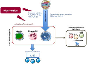 IL-17A producing cells. In hypertensive situations, an increase in inflammatory cytokines and immune cell activation has been described that can contribute to the production of IL-17A.