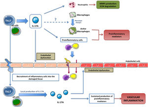 Effects of IL-17A production by lymphocytes (Th17 and γδT) on immune cells and on the tissue inflammatory response.