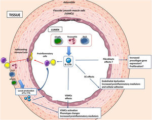 IL-17A regulated processes in vascular pathologies.