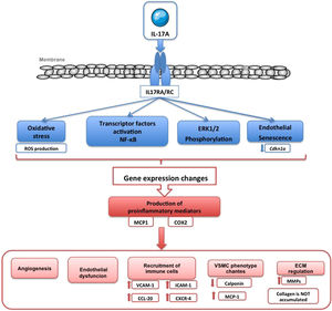 Molecular mechanisms regulated by IL-17A in vascular smooth muscle cells and in endothelial cells.