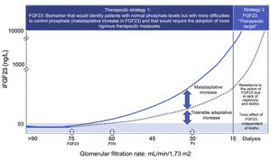 FGF23, a biomarker of early phosphate retention and a therapeutic target. Therapeutic strategy 1: Faced with the loss of nephrons and klotho, an early adaptive increase in FGF23 occurs (eGFR: 75 mL/min/1.73 m2) to maintain normophosphatemia. When the compensatory phosphaturic capacity of FGF23 plus PTH is exceeded, hyperphosphatemia occurs which is usually observed with (eGFR: 30 mL/min/1.73 m2. and the vascular toxic effect of phosphate is present already. The precocity of its elevation, together with its predictive value of mortality in conditionsof normophosphatemia, supports the usefulness of the quantification of FGF23, especially in the first stages of CKD, allowing to identify those normophosphatemic patients with a “maladaptive increase”, reflecting greater problems to control phosphorus, and that would require the adoption of more rigorous therapeutic measures. Therapeutic strategy 2: In the final stages of CKD, the absence of nephrons and klotho generate resistance to the action of FGF23 and circulating levels of FGF23 are unlimited. These exaggerated values ​​of FGF23 are capable of activating other FGFR receptors producing pathology in other organs and systems that do not express klotho. In this situation, FGF23 becomes a therapeutic target in an attempt to avoid toxicity. CKD: chronic kidney disease; FGF23: fibroblast growth factor 23; FGFR: fibroblast growth factor receptor; PTH: parathyroid hormone.