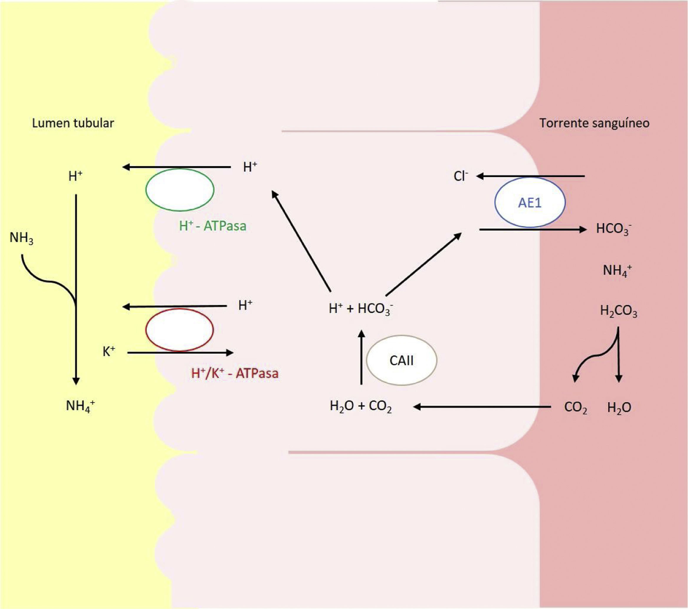 Hereditary distal renal tubular acidosis: Genotypic correlation ...