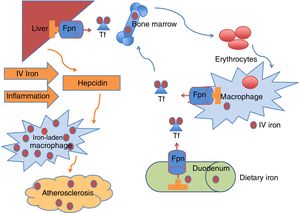 Iron circulates in the bloodstream bound to transferrin (Tf). The majority of Tf-bound iron is delivered to the bone marrow for erythrocyte production, and the excess transported to the liver for storage. Iron homeostasis is maintained predominantly by recycling iron from senescent erythrocytes via reticuloendothelial macrophages. A smaller amount of iron is provided by dietary absorption in the duodenum, which is matched by an unregulated loss of iron through desquamation and blood loss. The hormone hepcidin is mainly produced in the liver and regulates plasma iron concentrations by controlling ferroportin (Fpn) expression on duodenal enterocytes, recycling macrophages of the spleen and liver, and hepatocytes. Increased hepcidin limits iron availability through induced degradation of Fpn, supressing iron export from macrophages, that become iron-laden, a proatherogenic phenotype. Known stimulus to hepcidin synthesis are IV (intravenous) iron administration, iron excess and inflammation.