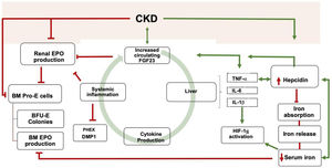 Schematic view of the relationship between Inflammation, iron, and FGF23. Bidirectional pathways have been described between Inflammation, iron metabolism, and FGF23 production. CKD is one of the leading causes of secondary FGF23 excess. CKD increases Inflammation, which, in turn, promotes FGF23 transcription. FGF23 targets hepatocytes to induce cytokine production, which ends in a vicious circle. Inflammation increases the secretion of hepcidin by the liver, thereby degrading ferropontin and boosting iron retention in enterocytes and macrophages. Iron deficiency upregulates hepcidin, which may also promote FGF23 transcription. The resultant iron deficiency promotes FGF23 production and cleavage. FGF23, directly and indirectly, reduce renal and bone marrow (BM) EPO production together with BM erythroid cells apoptosis (BM pro-E cells) and a reduction in colony-forming for erythroid progenitors (BFU-E colonies). Inflammation and iron deficiency activate HIF-1α. Hepcidin also stimulates FGF23 transcription independently of the inflammatory milieu. Moreover, Inflammation itself downregulates bone expression of PHEX and DMP1. CKD is usually accompanied by iron deficiency, reduce EPO production, inflammation, and hepcidin increase. *Green lines: upregulation; red lines: downregulation.