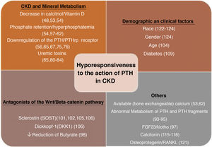Summary of factors involved in the hyporesponsiveness to the action of parathyroid hormone (PTH) in chronic kidney disease (CKD). FGF-23: fibroblast growth factor 23; PTHrp: PTH-related peptide; RANKL: receptor activator for nuclear factor κB ligand.
