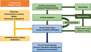 Pathogenic mechanisms involved in the development and progression of Mesoamerican nephropathy. RAAS: renin angiotensin aldosterone system.