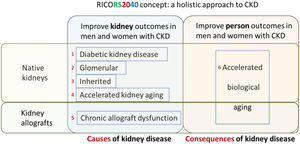 RICORS2040 concept and overall structure and research aims. RICORS2040 aims at improving kidney and person outcomes in both men and women with CKD. There are two set of aims. The first set aims at improving the diagnosis and management of the most common causes of CKD to prevent or delay CKD progression. For this, the main causes of native kidney CKD (diabetes, glomerular, inherited/genetic) will be addressed, and the accelerated kidney aging concept will be explored as a final common pathway of CKD progression and as a potential cause of CKD in persons in whom no other cause is identified. Since the life expectancy of kidney allografts is markedly shorter than for native kidneys, chronic allograft dysfunction will also be explored. The second set aims to improve person outcomes by optimizing the diagnosis and management of the consequences of CKD (or of kidney transplantation therapy) on other organs and systems, what we have collectively named as the accelerated biological aging of CKD. Please note that aim 4 is focused on accelerated kidney aging as a cause of CKD and on kidney events, while aim 6 is focused on the impact of CKD on other organs and systems, that is, on accelerated biological aging of diverse organs and systems occurring as a consequence of CKD. Care will be taken to identify and optimize the management of gender-related issues and provide clinical guidance with specific information for men and for women. Reproduced from 1.