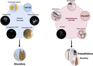 Integration of clinical methods, biomarkers and imaging techniques to distinguish between congestion due to volume overload vs. vascular redistribution. CA125: carbohydrate antigen 125; RVF: renal venous flow; NTproBNP: N-terminal fragment of B-type natriuretic peptide; JVP: jugular venous pressure; IVC: inferior vena cava.