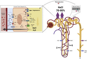 Proximal tubule. Neurohormonal activation and intraglomerular and peritubular hemodynamic changes facilitate Na and water reabsorption in the proximal tubule. Additionally, increased lymphatic flow washes out interstitial proteins and decreases oncotic pressure in the renal interstitium, further promoting passive Na reabsorption.