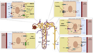 Sites of action of natriuretic and aquaretic drugs in the nephron.
