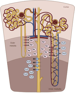 Loop of Henle. The descending limb of the loop of Henle is extremely permeable to water. In contrast, the thick ascending part is impermeable to water, and the high tubular flow of NaCl in this segment of the renal tubule activates the Na + /K + /2Cl − cotransporter (NKCC2) in the thick part, which dilutes the luminal fluid. and generates the necessary osmotic gradient in the interstitium of the renal medulla for vasopressin-dependent reabsorption of water in the collecting duct.