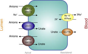 Urate reabsorption in epithelial cells of the proximal tubule. Urate reabsorption at the apical membrane of proximal tubule cells is mediated by transporters URAT1, OAT4, and OAT10. Its action is favored by an increase in the intracellular concentration of organic anions due to the action of the transporters SMCT1 and SMCT2. At the basolateral membrane, GLUT9L transports urate out of the cell into the blood.