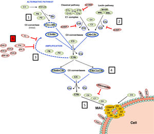 Complement activation and regulation. Complement is a self-regulating system whose cornerstone is the proteolytic activation of the C3 component. 1) Spontaneous hydrolysis of some C3 molecules leads to basal activation of the alternative pathway (AP). 2) Complement can be activated more intensely through the classical pathway (CP) and the lectin pathway (LP), when the C1q or MBL/Ficolin components recognise soluble antigen-antibody complexes, or carbohydrate molecules present on certain surfaces (damaged self cells or microorganisms). This activation leads to the formation of a C3 convertase (C4bC2b), which cleaves C3 into C3b and C3a fragments. 3) The generation of C3b gives rise to another C3 convertase (C3bBb) and to the amplification of the basal activation of the AP, which then becomes the most effective mechanism of complement activation. 4) The next step is the activation of the C5 component, generating C5b and C5a fragments. 5) The last stage is the so-called Lytic Pathway, which gives rise to the formation of a multimolecular complex (MAC, Membrane Attack Complex) that inserts into the membrane of the activating surface and forms pores that lyse it due to osmotic imbalance. 6) The complement activation process is regulated in all its stages by multiple proteins (represented in red) that prevent it from being activated on self cells and tissues; AP regulation largely depends on the regulator Factor H and its FHL-1 isoform. The precise role of FHR proteins (structural homologues of FH) in the complement activation-regulation process is not fully understood. For complement nomenclature, see the references.49,50