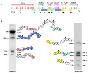 Family of factor H and FHR proteins. A) RCA (Regulator of Complement Activation, 1q32−33) gene cluster region that contains the CFH gene and the five CFHRs genes. All genes have the same 5