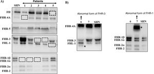Screening of deficiencies and abnormal forms of FH and FHR proteins in aHUS and C3G patients by Western-blot. A) FH and FHRs patterns in a healthy individual (SHN) and in five aHUS and C3G patients who have complete deficiency of one or two proteins; dashed squares denote the position of the missing protein. The differences in the intensity of other bands reflect the fact that there is significant interindividual variability in FH and FHR protein levels, the pathophysiological relevance of which is not sufficiently clear. B) FH and FHRs patterns in two patients showing abnormal bands (marked with an asterisk), whose size does not correspond to that of any native protein. Additional WB analysis and genetic studies identified that the abnormal band from patient 6 corresponds to a short isoform of FHR-3, and the abnormal band from patient 7 corresponds to a partially duplicated form of FHR-1.