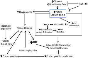 Mechanism of renal hypoxia induced in diabetic kidney disease and role of SGLT2 inhibitors to improve oxygen status. SGLT2Is: sodium glucose co-transporter inhibitors; ROS: reactive oxygen species; HIF: hypoxia inducible factor.