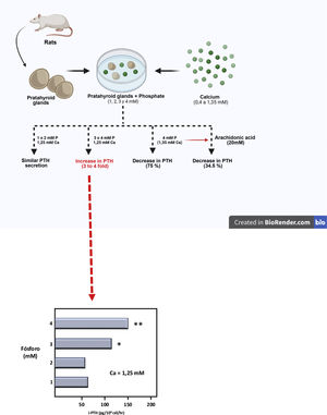 Theoretical representation of the model used by Almadén et al.13 for the demonstration of the direct effect of phosphorus (P), independent of calcium (Ca), on the stimulation of parathyroid hormone (PTH) secretion in the parathyroid gland. The glands were incubated for 1 h in a calcium concentration of 1.25 mM and a variable phosphorus concentration of 1, 2, 3 and 4 mM.